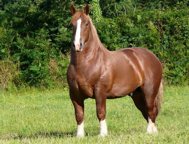 Breton Horse